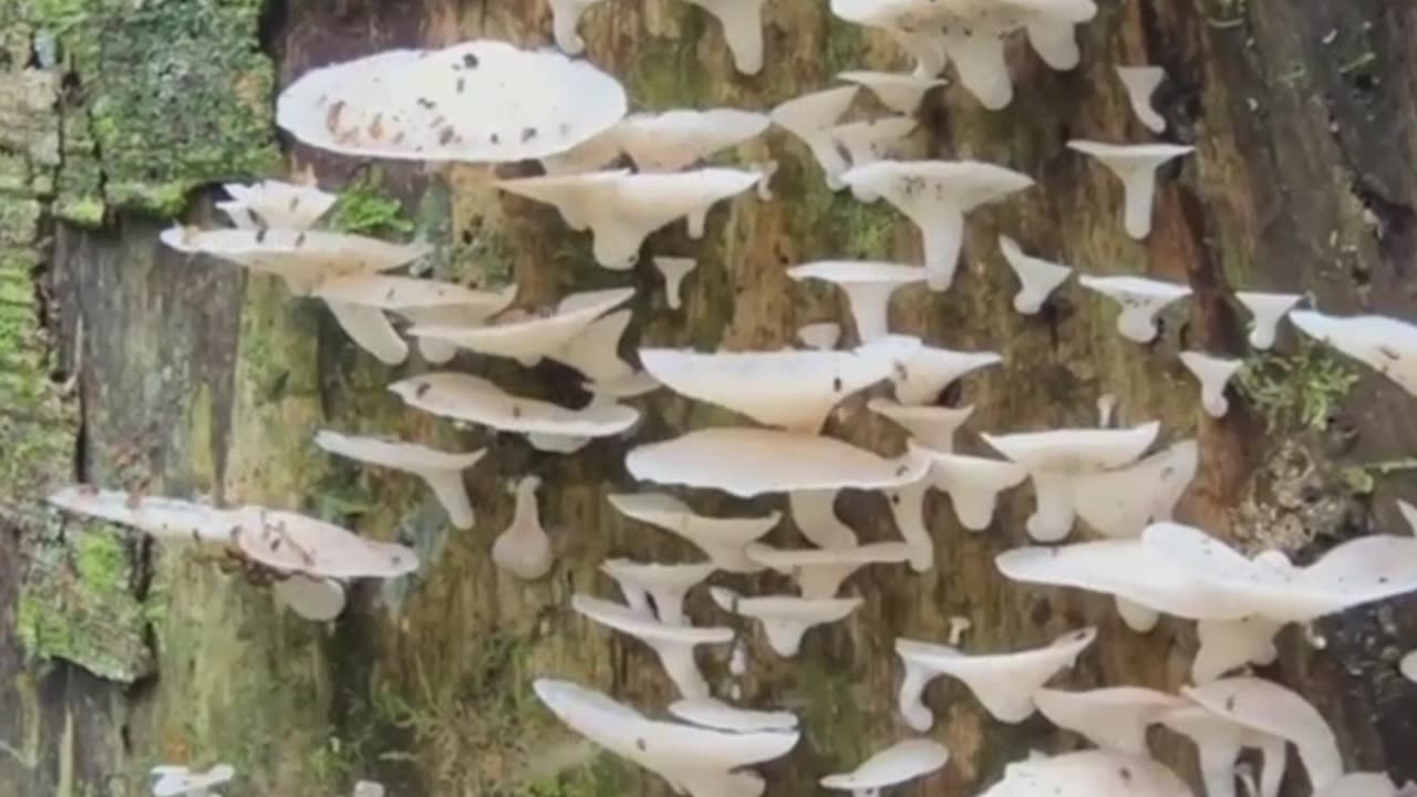 Mushroom That's Out Here Saving The Planet🍄🦸‍♂️🦸‍♀️