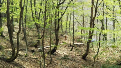 Shirakami-Sanchi: Untouched Forest Documentary #travel #explore #history #shirakamisanchi