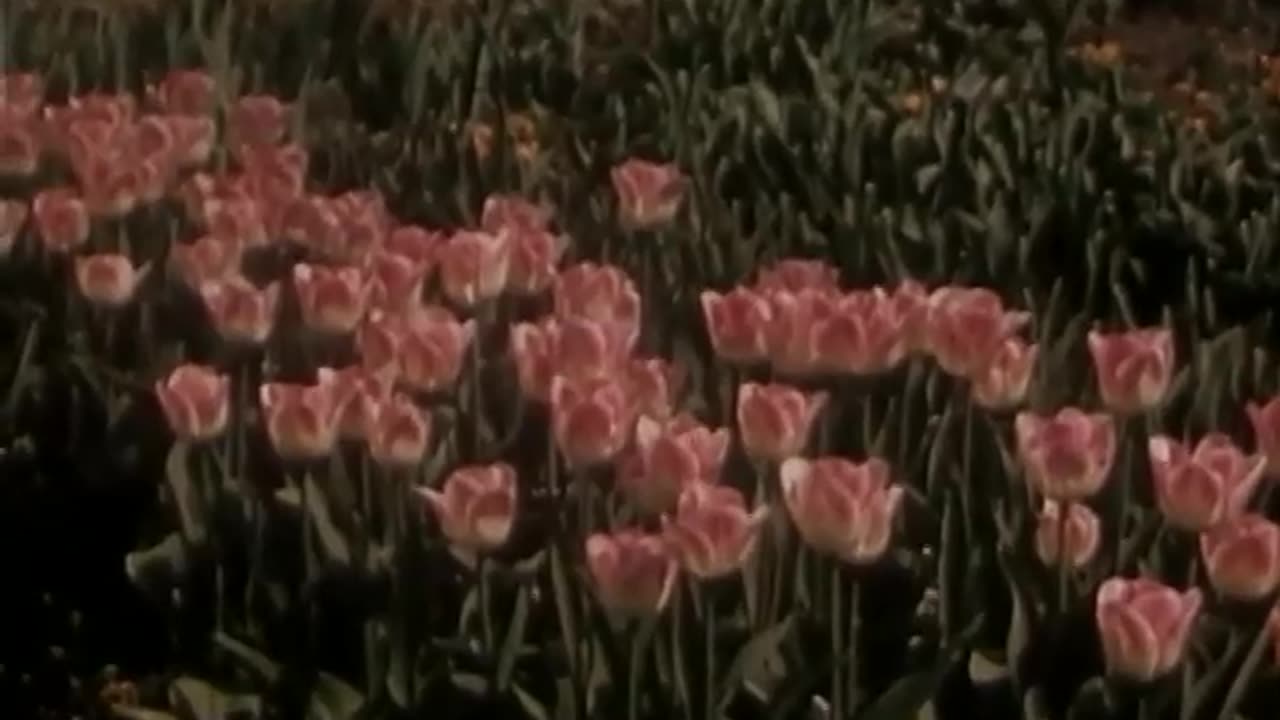 NY Fair 1939-40: Reel 4