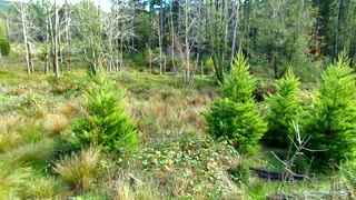 Out in the wilderness for a day 11/8/25: