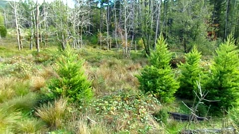 Out in the wilderness for a day 11/8/25: