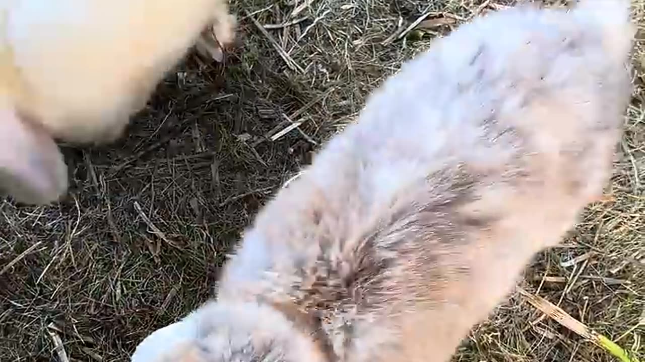 fluffig grå kaninunge som utforskar världen