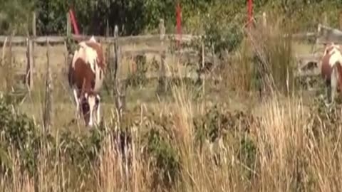 cow