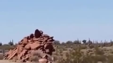 When cartoons come to life...