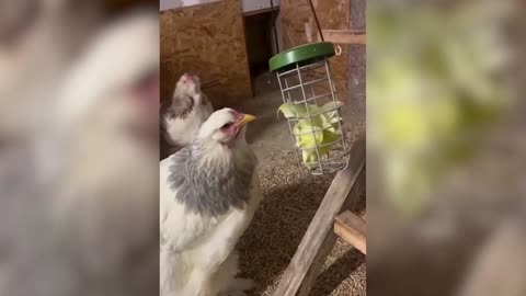 FUNNY ANIMALS MOMENTS _ CATS AND DOGS VIDEO
