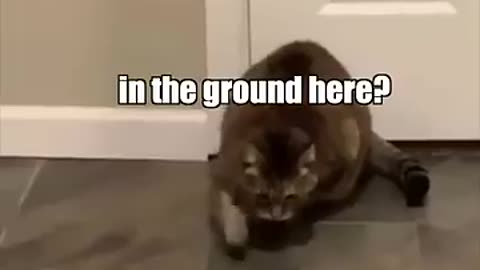 When the catnip hits pt 2
