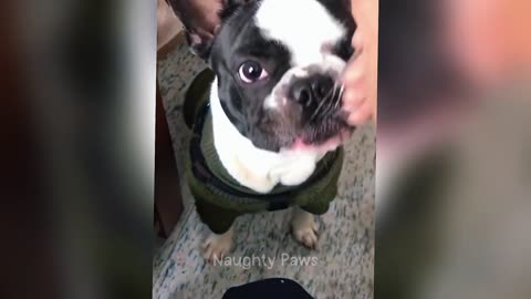 Try Not To Laugh 😂 Funniest Cats and Dogs 2025 😂 Part 1