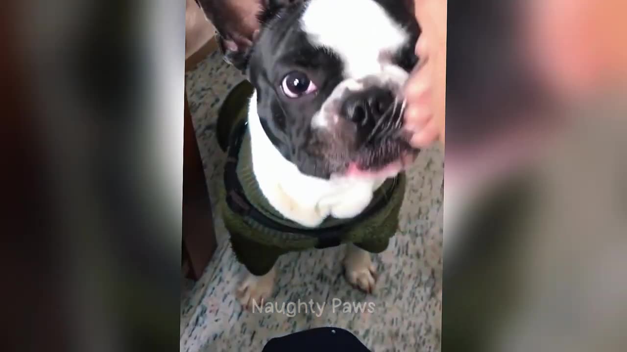 Try Not To Laugh 😂 Funniest Cats and Dogs 2025 😂 Part 1