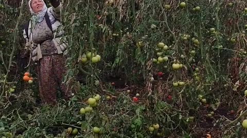 Farmers are moving their plants out of the greenhouse.