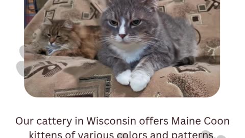 Maine Coon Cats For Sale Wisconsin: Adorable Cats at Budget-Friendly Rates