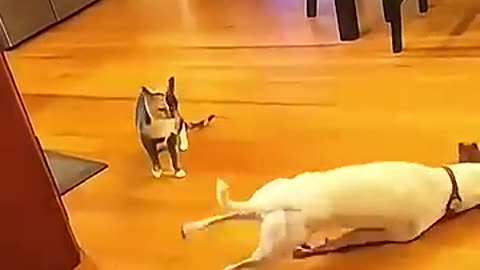 Funny Cats & Dogs
