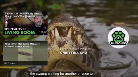 Lolong the Giant Crocodile’s Unbelievable Capture