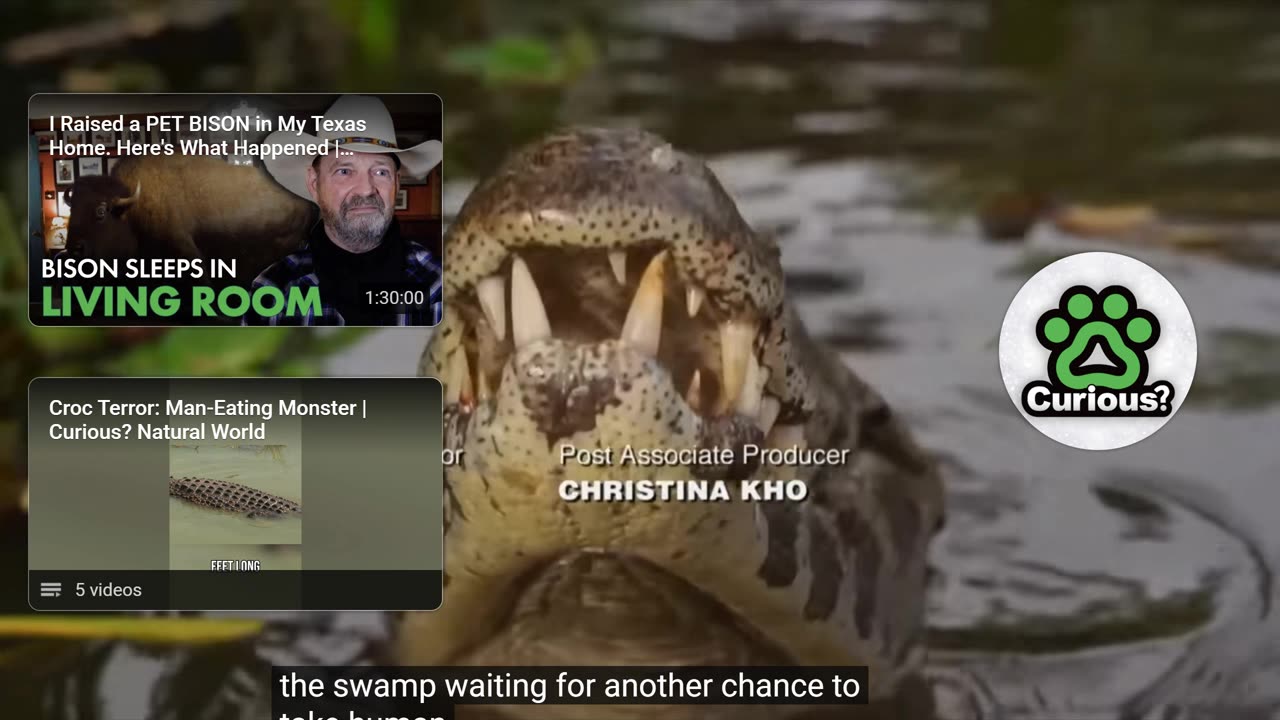 Lolong the Giant Crocodile’s Unbelievable Capture