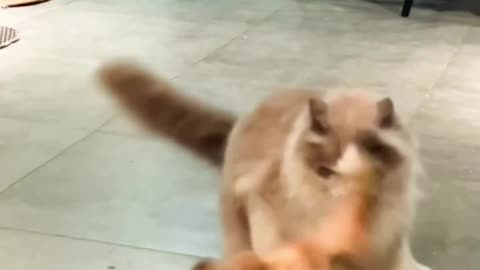 Cats fighting