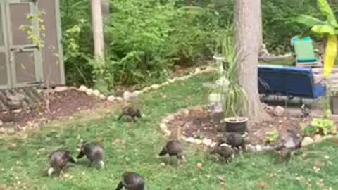 Turkeys on the move....