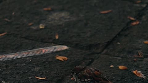 Nature and Animals