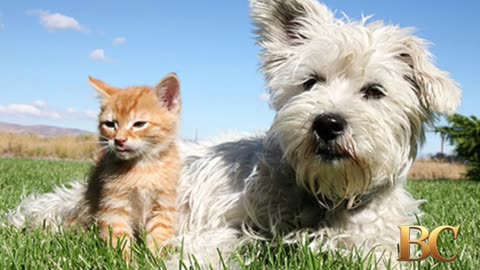 Colorado city to seize pet cats and dogs if past 4 limit