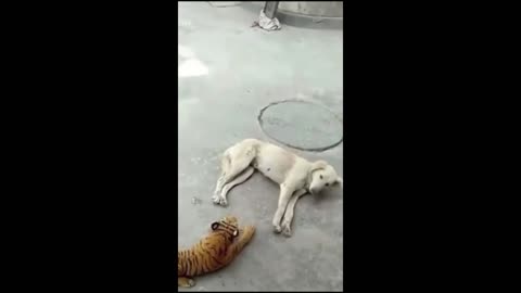 Funniest Animals 😂 | Funniest Cats and Dogs 🐱🐶 Hayppy Pet