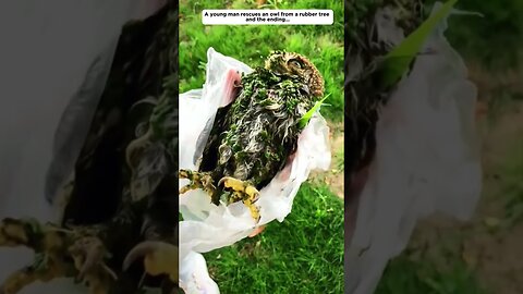 Совенок прилип к каучуку и мужчина спас ему жизнь