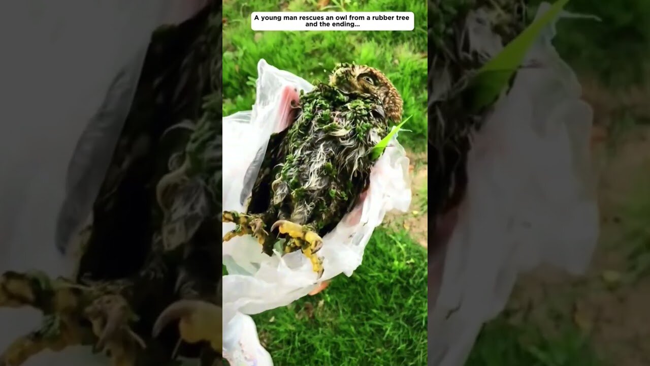 Совенок прилип к каучуку и мужчина спас ему жизнь