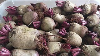 Hydroponic Beetroot Harvest