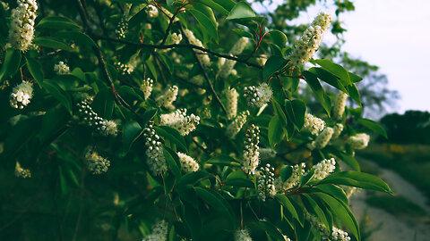 2 minutes of tranquility: Morning Birdsong and Wind Kissed Blossoms | Relaxation and Serenity