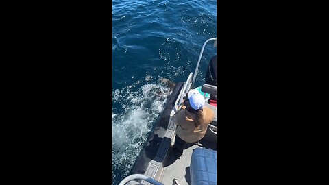 Seal Tries To Escape