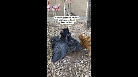 Chicken Dust Bath Arizona Style