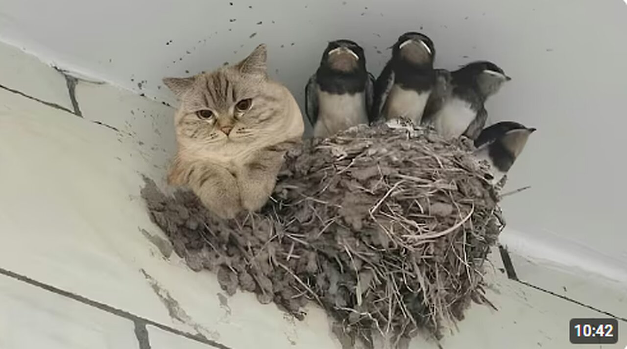 Nature Said ‘No Rules’ and the Cat Agreed 🐱 Funny Cats Videos 2025