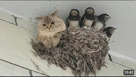 Nature Said ‘No Rules’ and the Cat Agreed 🐱 Funny Cats Videos 2025