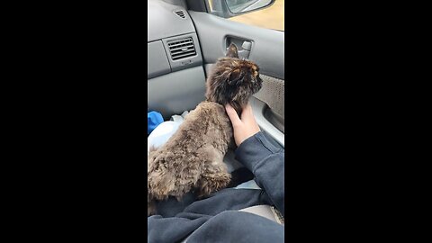 One last car ride huh baby girl? You always did love them. And you're safe on mommy's lap. ♥️