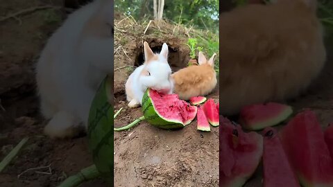 Rabbit loves to eat big watermelon. Cute pets in the countryside. Cute pets debut plan. Rabbit