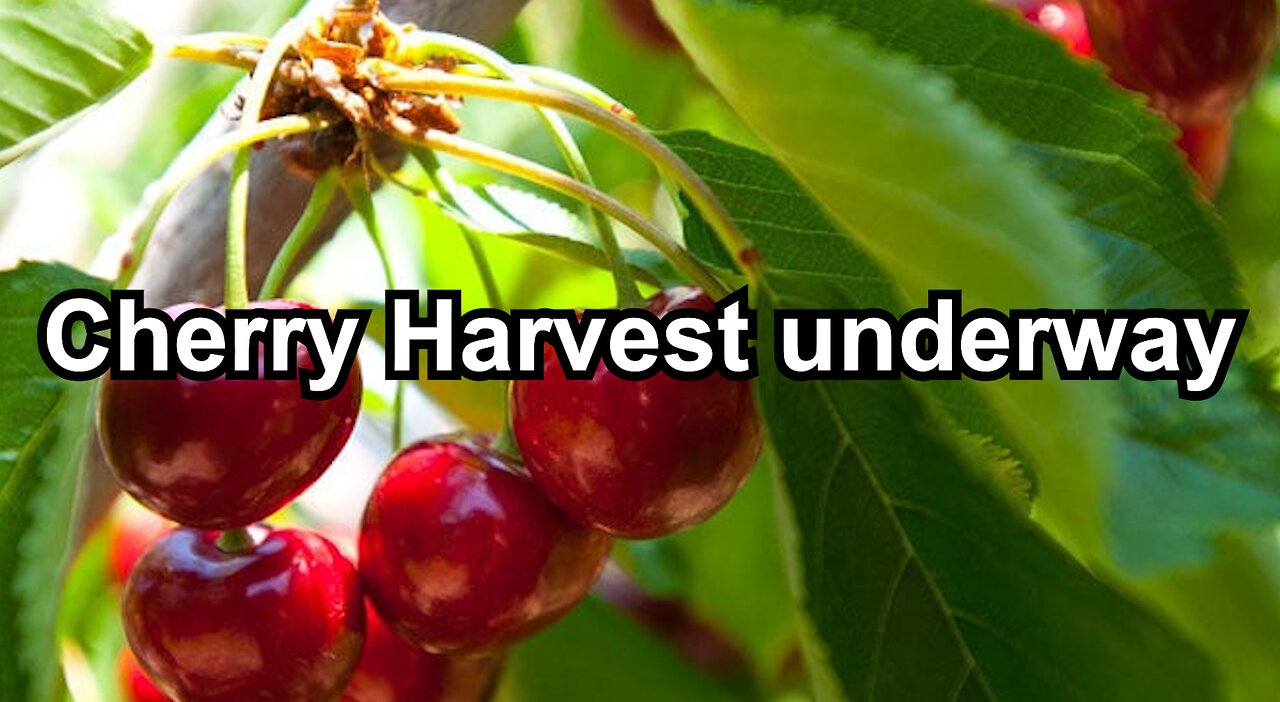 Cherry Harvest underway