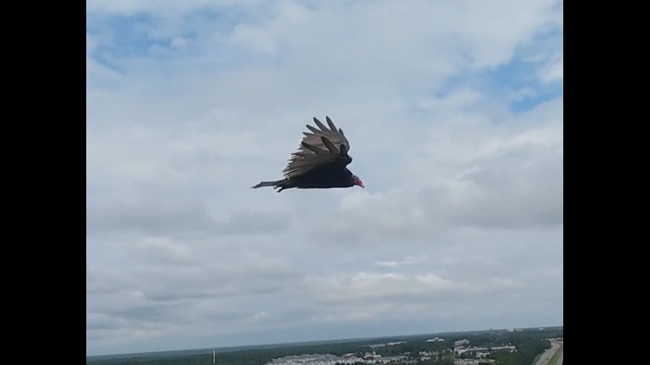 🦅 Dust In The Wind - Kansas 🦅