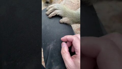 Funny monkey #34