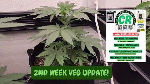 CR's 2025 Spring Grow - PSGX #MOMURDER2025 2nd Week Cannabis Plants Grow Vegging Stage Update!
