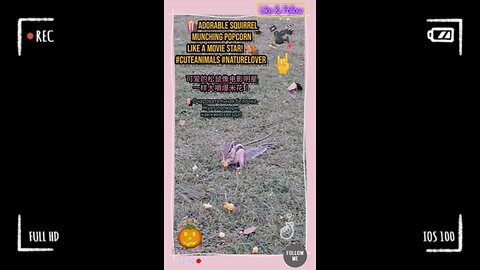 showcasing its adorable antics in a fun, viral moment! #SquirrelVibes