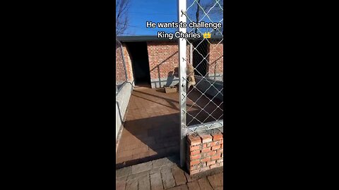meet king Charles the dog boss