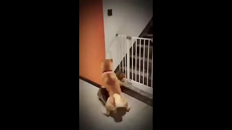 The Great Friendship: A Clever Dog Lifts a Cat to Cross the Fence!