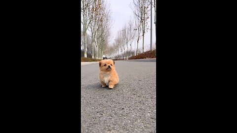 Running short legs