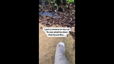 Day in the life of a outdoor cat with camera 🐈📸