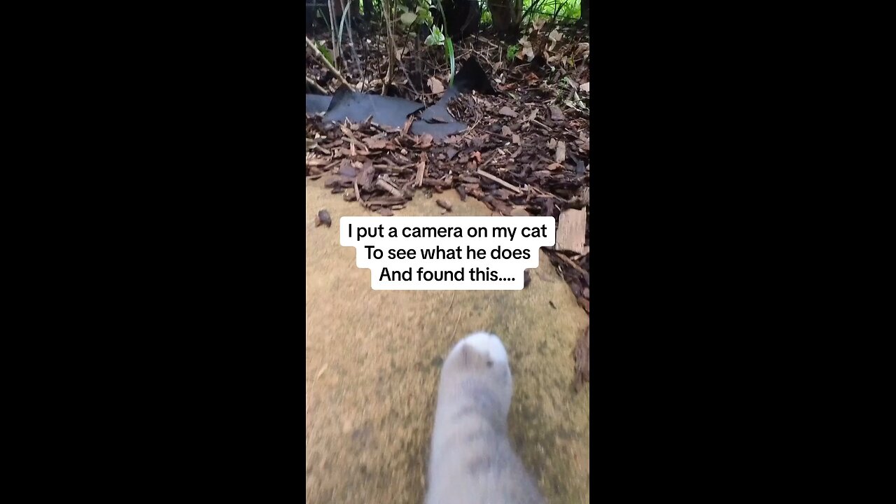 Day in the life of a outdoor cat with camera 🐈📸