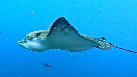 Majestic Spotted Eagle Rays Fly Past Scuba Diver in the Galapagos Islands