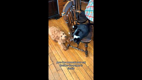 POV: The Cat Decides the New Puppy is Family.