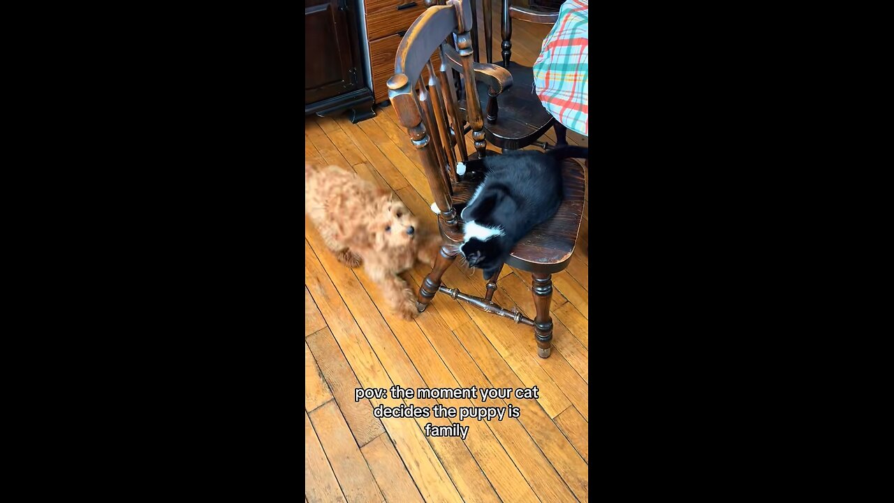 POV: The Cat Decides the New Puppy is Family.