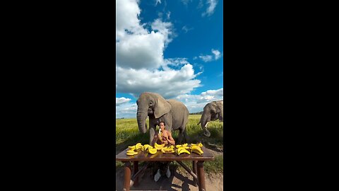 The Elephants feast of bananas