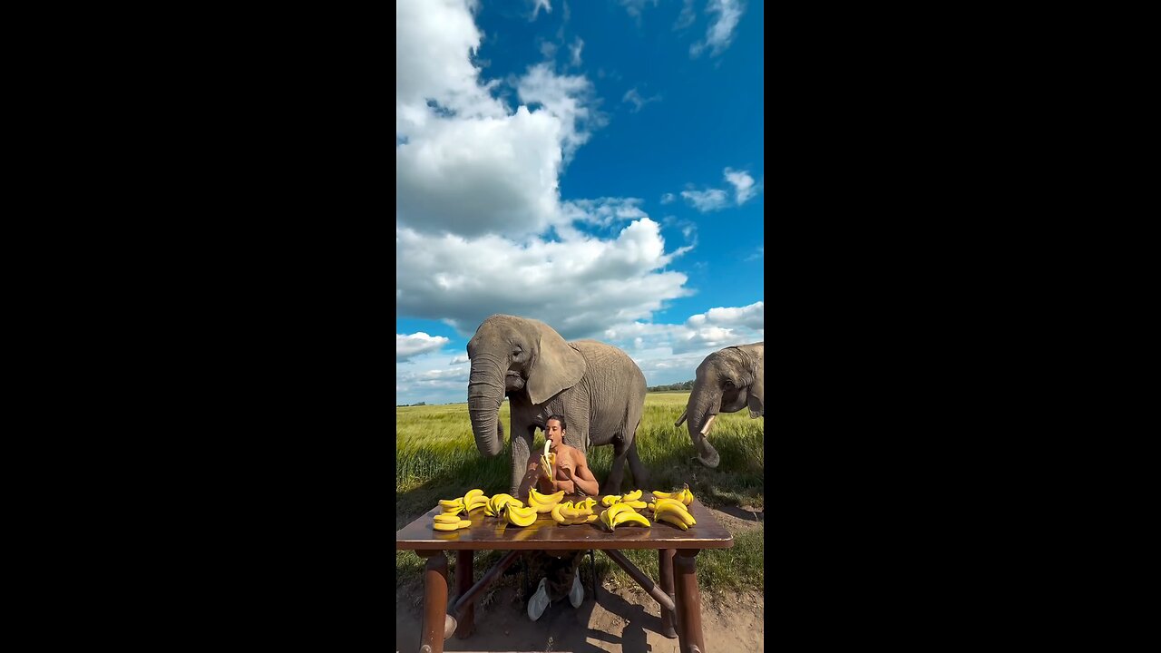 The Elephants feast of bananas