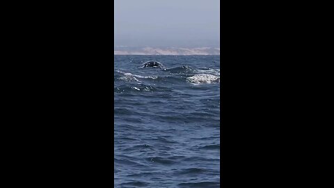 The beauty of the blue whale