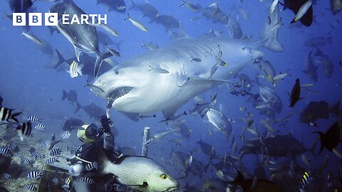 Hand-feeding Sharks To Save Them | South Pacific | BBC Earth