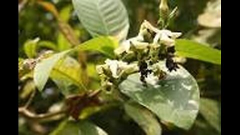 Voacanga africana Ethnobotany Quiz